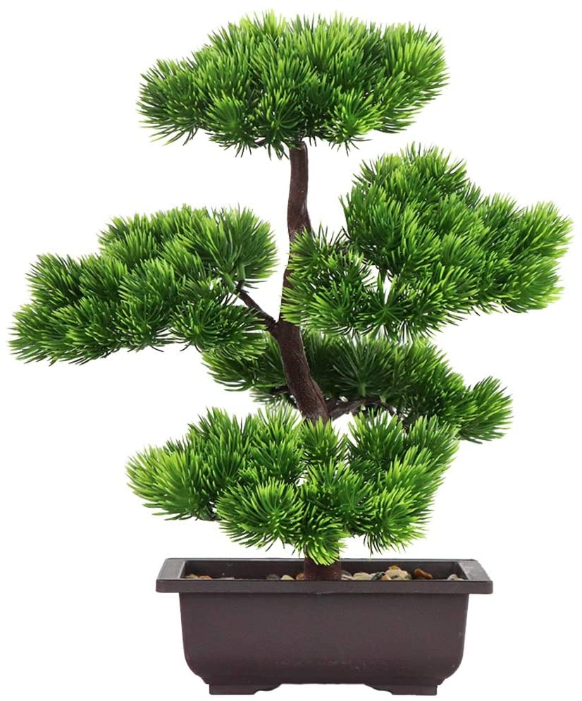 Bonsai Garden Kit - Ev Dekorasyonu için Japon Çamı Bonsai