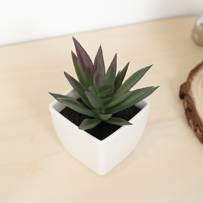 Bonsai Garden Kit - Mini Yapay Etli Peri Bardağı Küçük