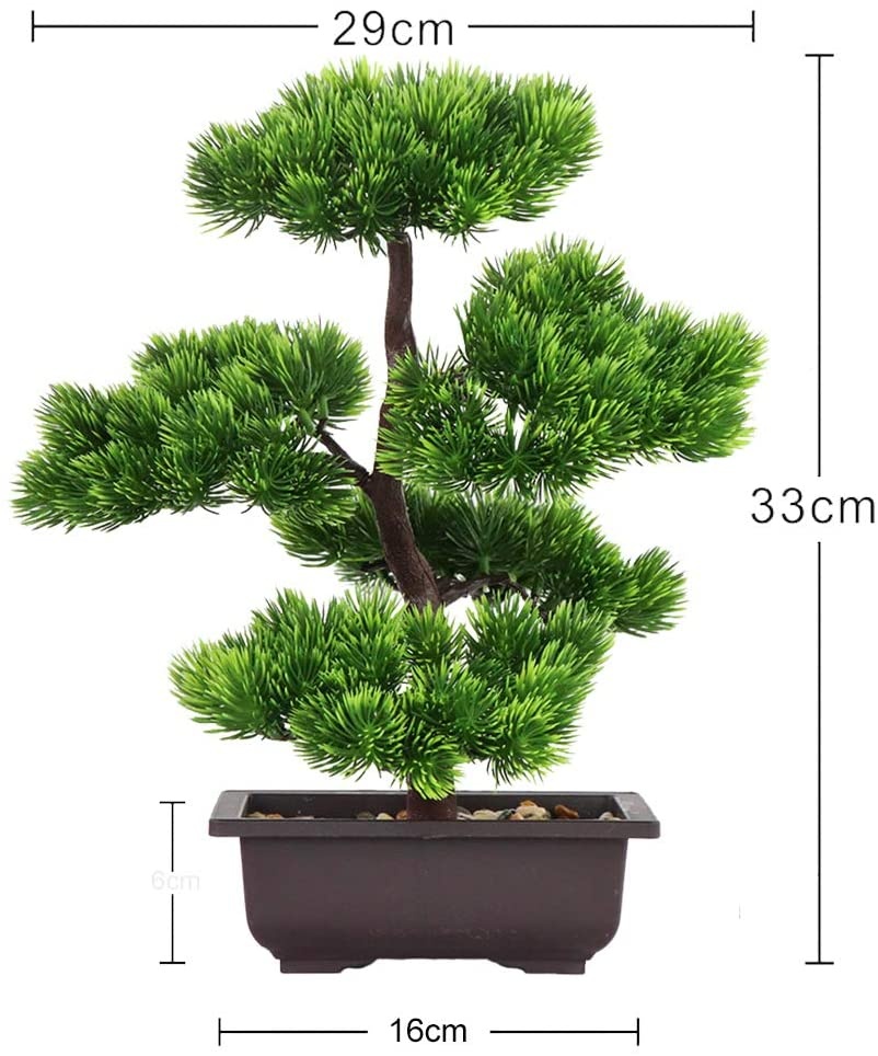 Ev Dekorasyonu için Japon Çamı - Bonsai Garden Kit incelemesi ve fiyatı