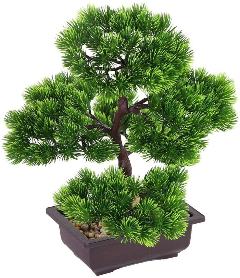 Ev Dekorasyonu için Japon Çamı - Bonsai Garden Kit incelemesi ve fiyatı