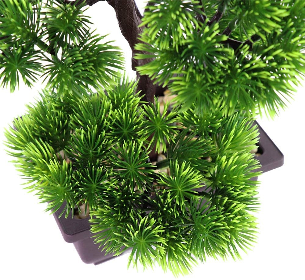 Ev Dekorasyonu için Japon Çamı - Bonsai Garden Kit incelemesi ve fiyatı